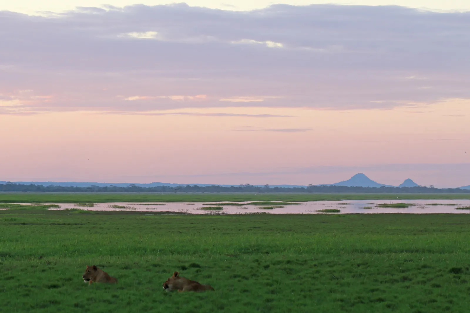Dos leones en la hierba de la llanura de Gorongosa al atardecer, con el monte Gorongosa al fondo