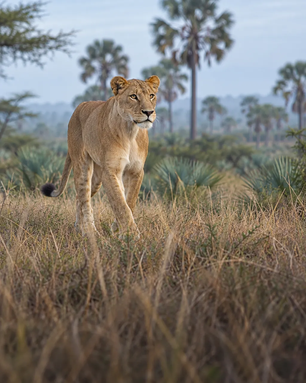 Una leona joven camina por la sabana de Gorongosa, entre palmas de abanico y hierba seca