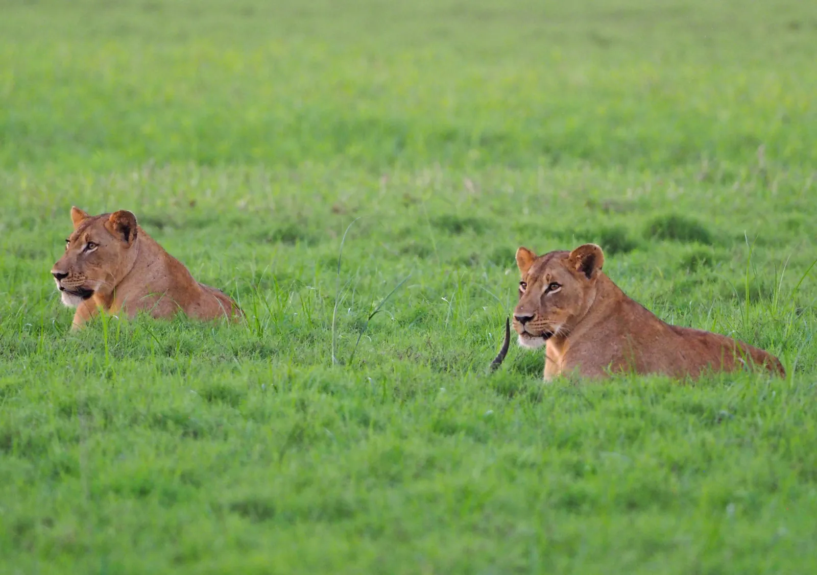 Dos leonas echadas en la hierba verde de la sabana de Gorongosa, mirando a la cámara