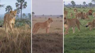 leones de gorongosa sobrevivieron guerra mozambique hero
