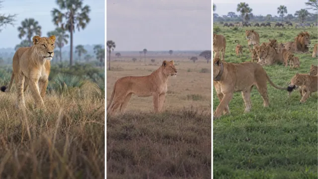 Después de la guerra, los leones de Gorongosa cabían en una foto, y nadie trajo uno más