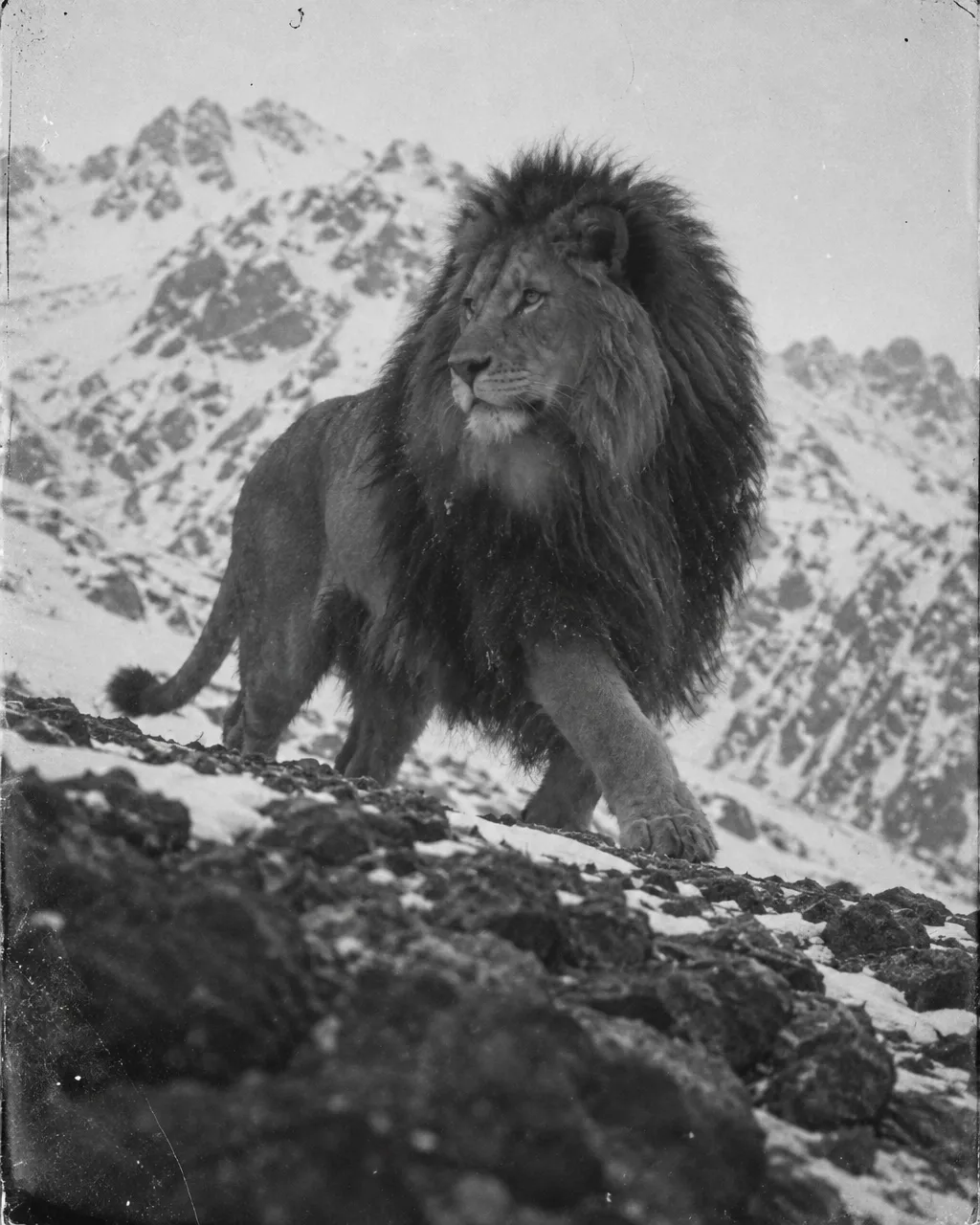 León en una ladera montañosa visto a distancia, en una fotografía en blanco y negro con rayas y polvo