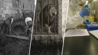 leones de la torre de londres adn hero