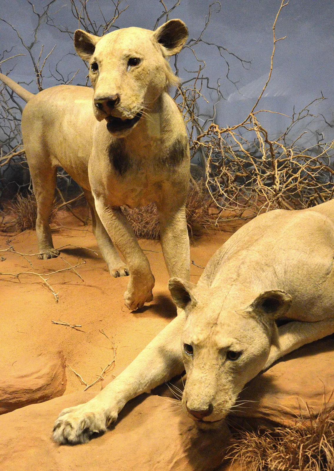Los leones de Tsavo guardaron durante 126 años una prueba dentro de sus dientes rotos 3 Los leones de Tsavo conservados en el Field Museum de Chicago
