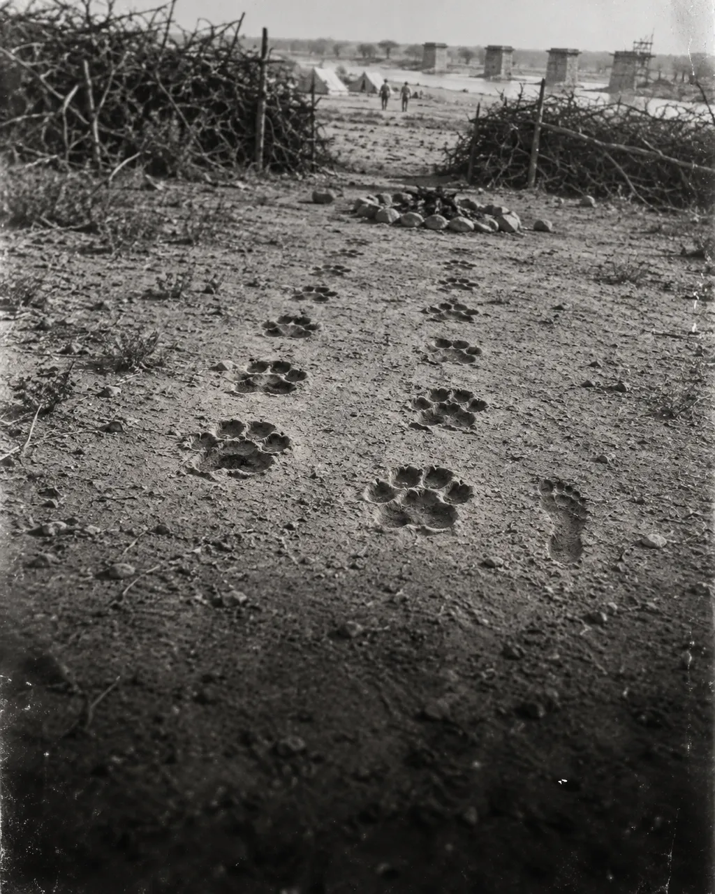 Los leones de Tsavo guardaron durante 126 años una prueba dentro de sus dientes rotos 4 Imagen en blanco y negro con aspecto de placa fotográfica antigua: suelo polvoriento de un campamento de obreros en Tsavo la mañana después de un ataque nocturno