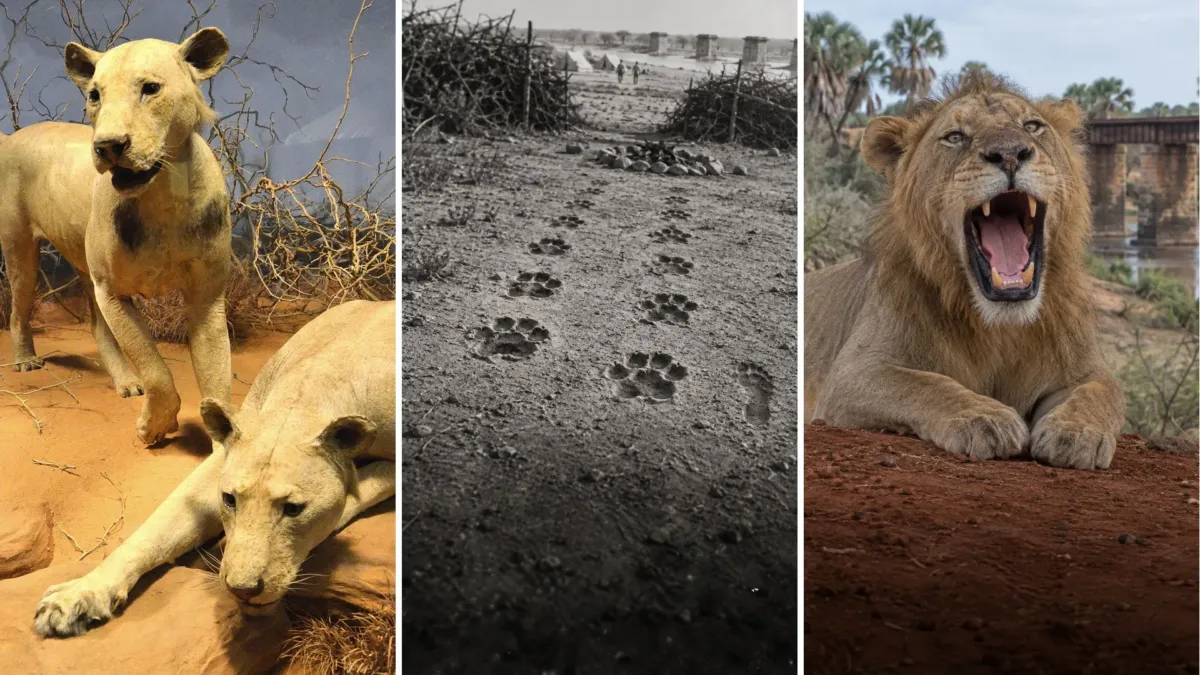 Los leones de Tsavo guardaron durante 126 años una prueba dentro de sus dientes rotos 1 Los leones de Tsavo guardaron durante 126 años una prueba dentro de sus dientes rotos