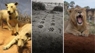 leones de tsavo dientes rotos ferrocarril hero