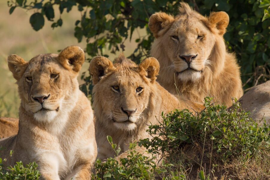 Felinos en peligro de extinción: cuáles son y qué los amenaza 5 Tres leones de una manada, una hembra y dos machos, descansan juntos entre la vegetación