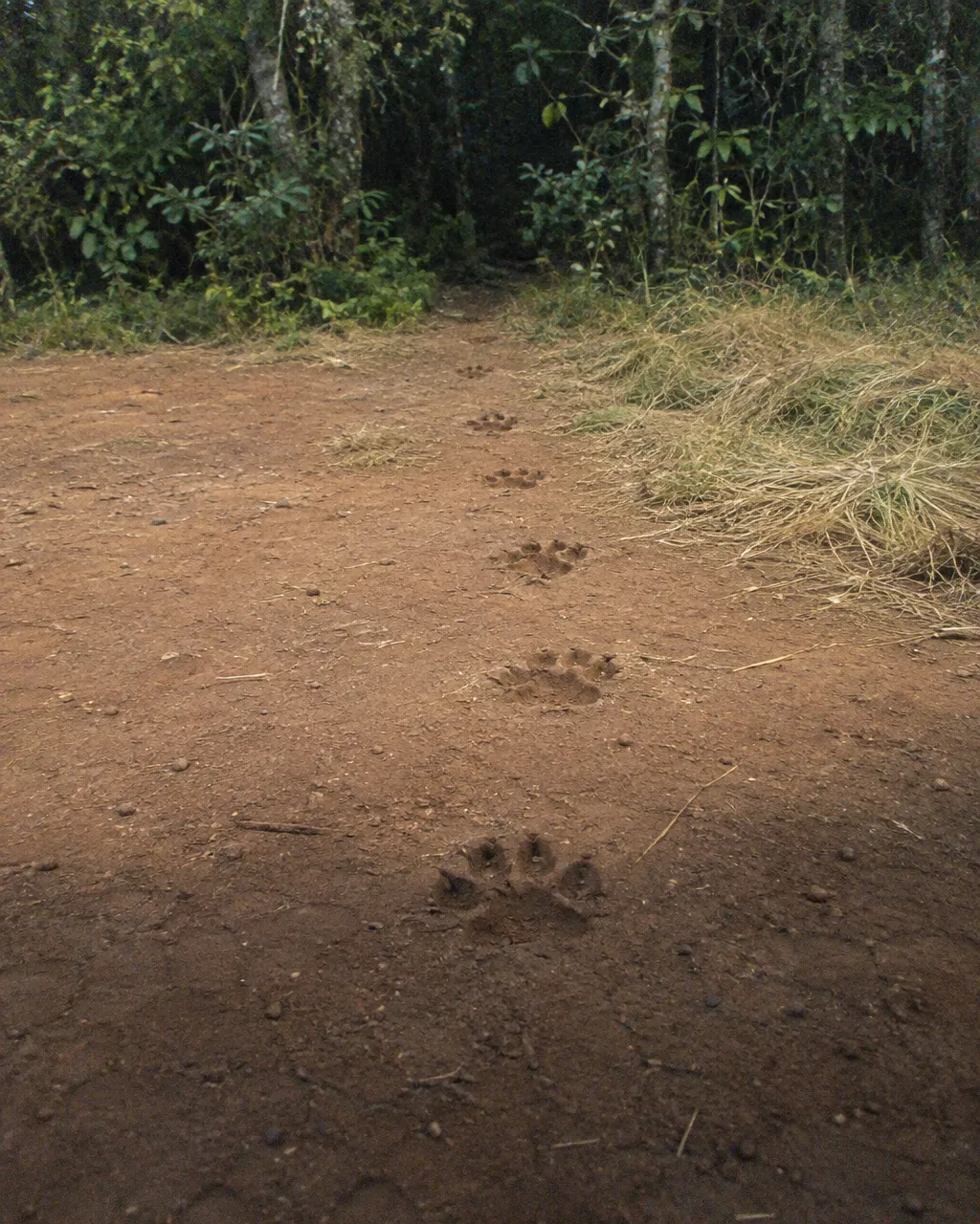 Varias huellas grandes de león marcadas en polvo rojizo junto a un parche de pasto aplastado, alejándose hacia un bosque oscuro