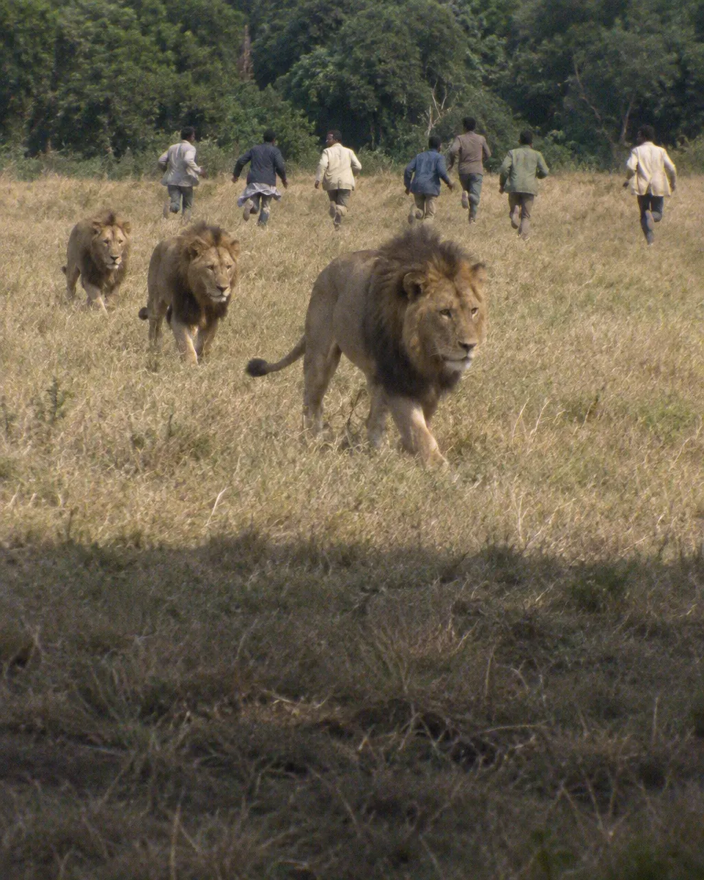 Un león africano adulto de melena oscura entre pasto alto y seco a pleno día, con el borde de un bosque verde oscuro al fondo