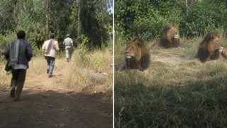 Etiopía, 2005: siete secuestradores huyeron y tres leones se quedaron junto a la niña