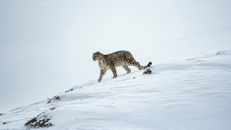Felinos en peligro de extinción: cuáles son y qué los amenaza 8 Un leopardo de las nieves camina por una ladera cubierta de nieve