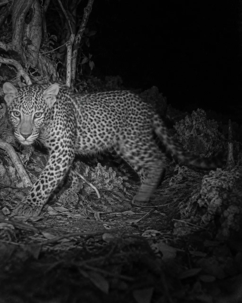 La isla que cazó a sus leopardos por creer que los enviaban brujos 3 Imagen infrarroja en blanco y negro de un leopardo pequeño y delgado, de manchas muy apretadas, que cruza un sendero estrecho de noche y gira la cabeza hacia la cámara