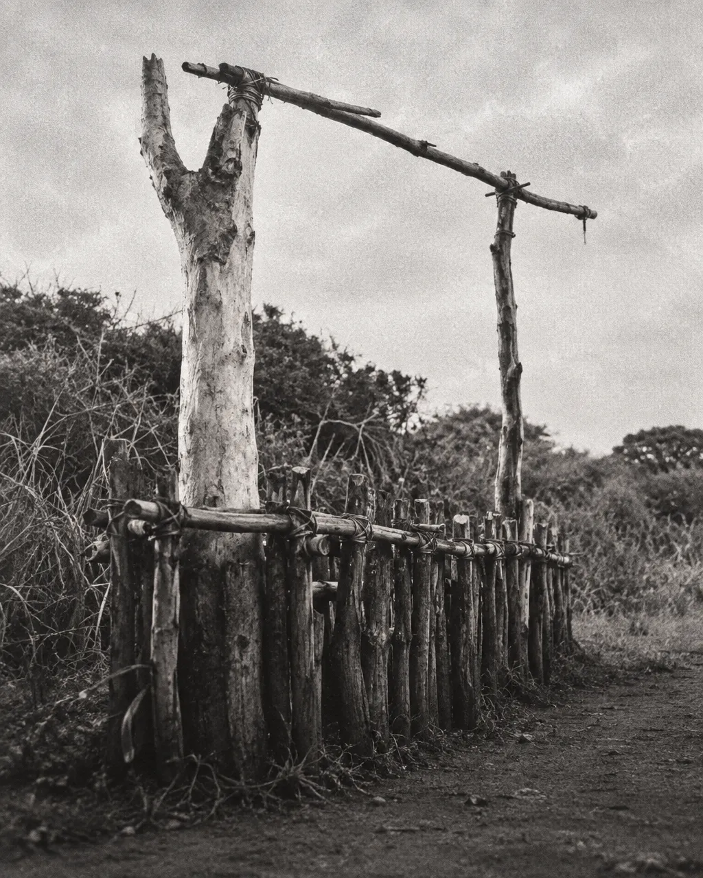 La isla que cazó a sus leopardos por creer que los enviaban brujos 4 Trampa tradicional de madera para leopardos en blanco y negro: un corral bajo y alargado de estacas verticales irregulares atadas con varas horizontales