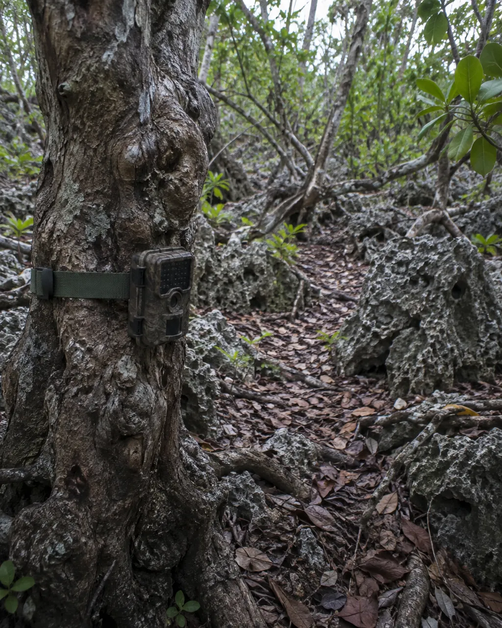 La isla que cazó a sus leopardos por creer que los enviaban brujos 5 Cámara trampa con estampado de camuflaje, sujeta con una correa verde a un tronco retorcido a la altura de la rodilla, frente a un paso estrecho entre hojarasca, rocas y raíces, sin ningún animal