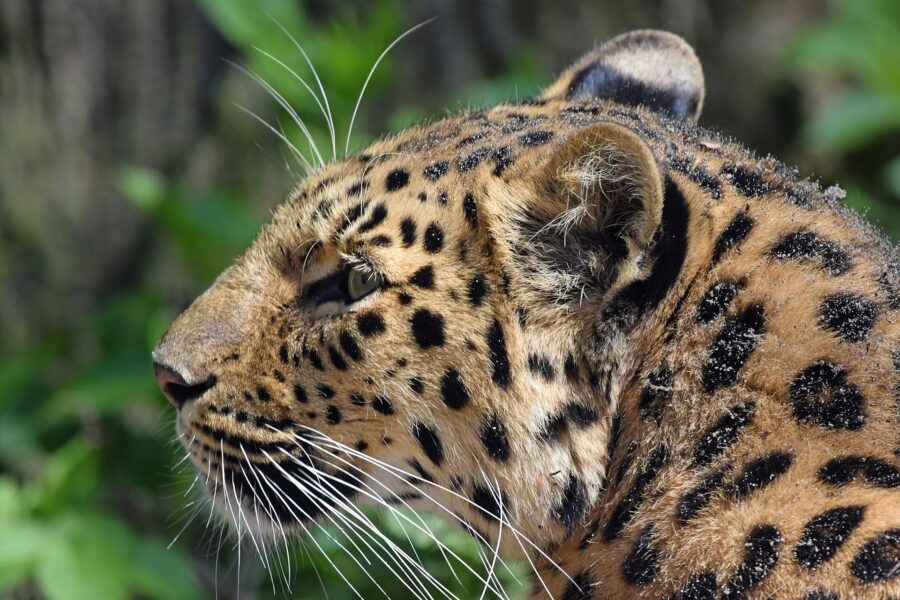 Felinos en peligro de extinción: cuáles son y qué los amenaza 6 Primer plano de la cabeza de un leopardo del Amur, de pelaje claro con rosetas grandes