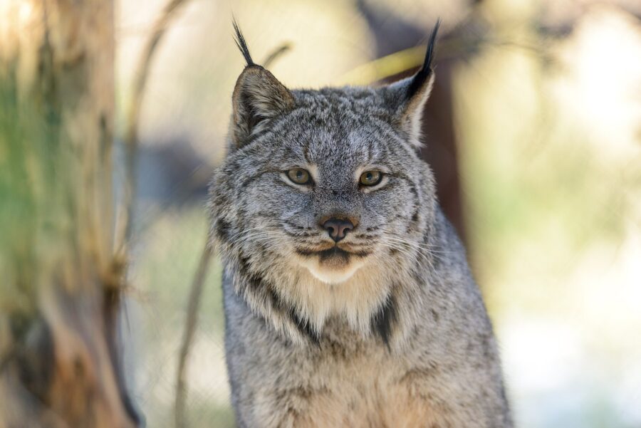 Primer plano de un lince canadiense gris con largos mechones negros en las orejas