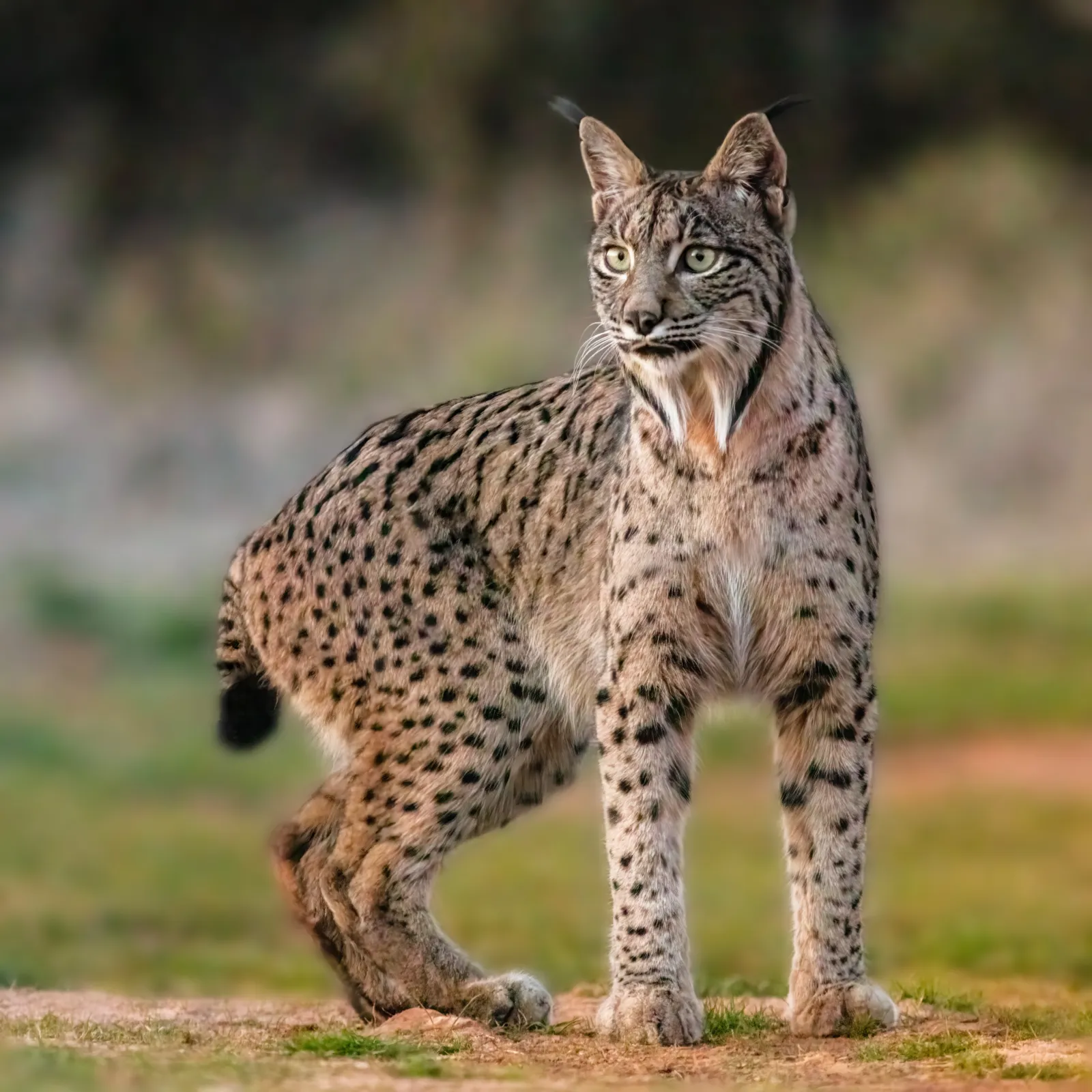 Quedaban 62 linces ibéricos adultos y su mayor amenaza no tenía garras 2 Un lince ibérico de pelaje pardo con manchas oscuras