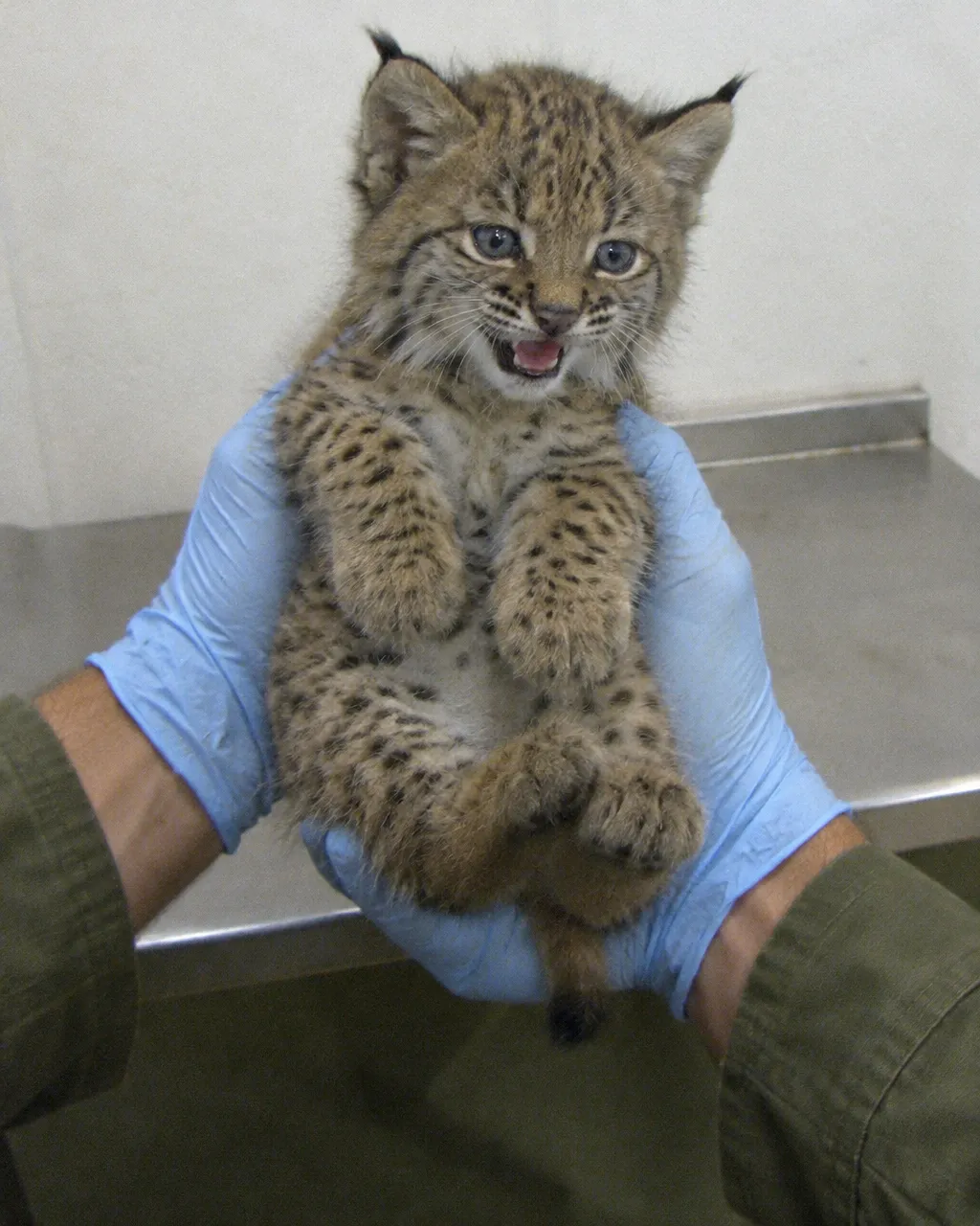 Quedaban 62 linces ibéricos adultos y su mayor amenaza no tenía garras 4 Manos con guantes de látex azul claro sostienen con cuidado a un cachorro de lince durante una revisión veterinaria en un centro de cría