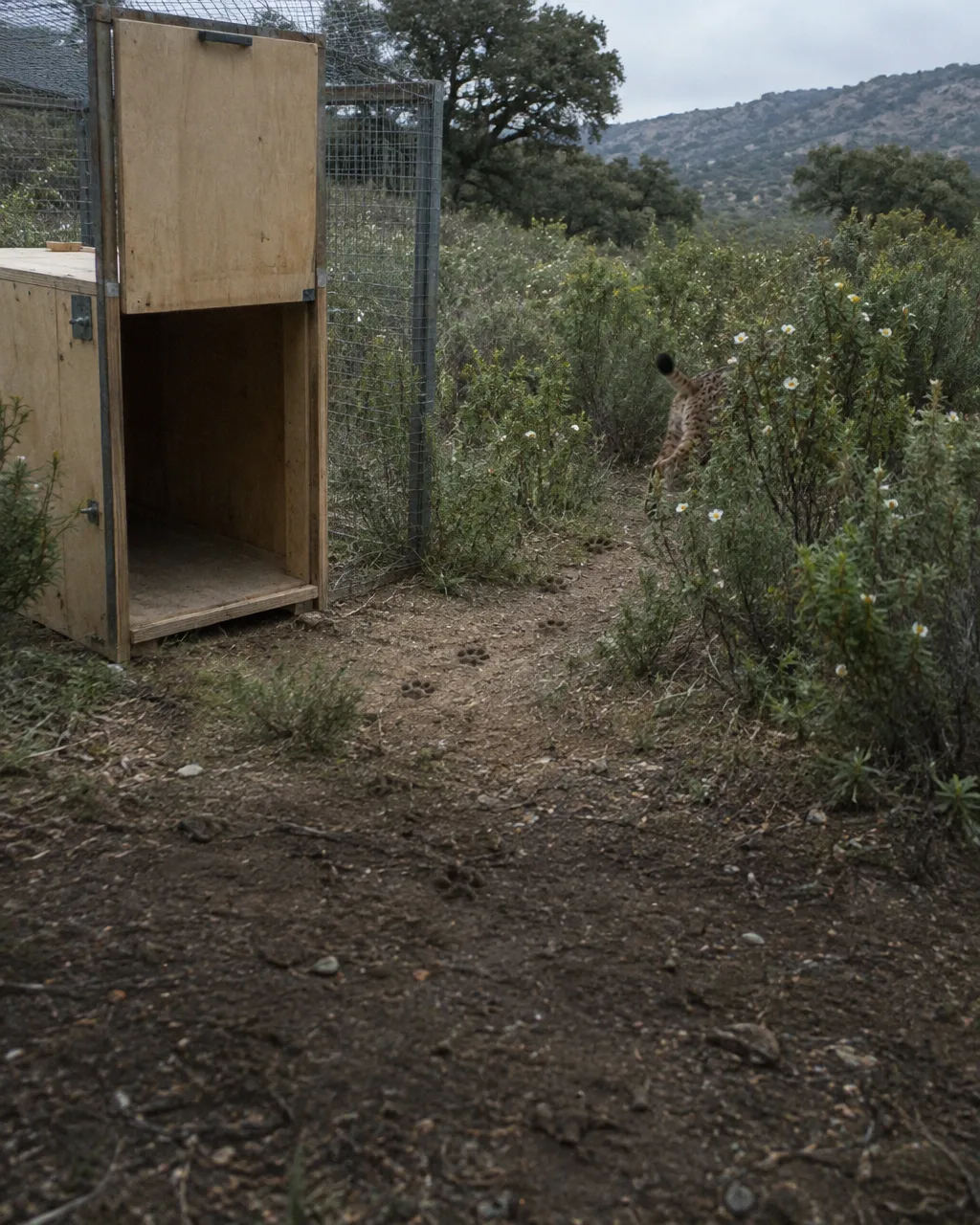 Quedaban 62 linces ibéricos adultos y su mayor amenaza no tenía garras 5 Caja de transporte de madera vacía, con la puerta corrediza levantada, a la entrada de un cercado de malla entre el matorral