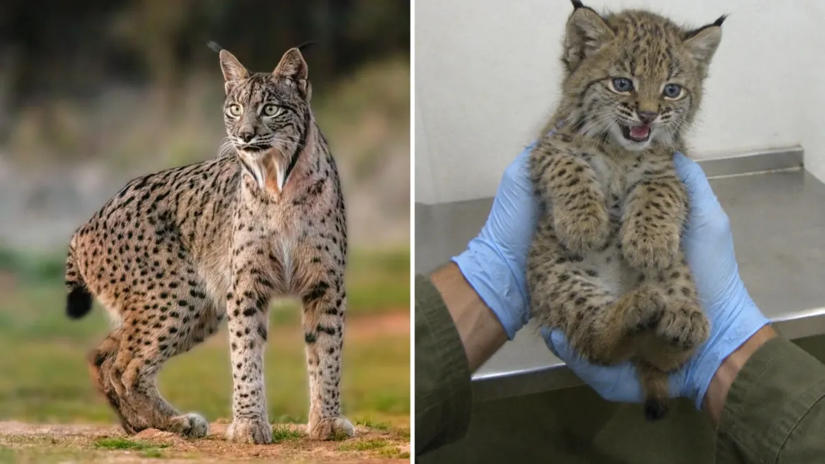 Quedaban 62 linces ibéricos adultos y su mayor amenaza no tenía garras 1 Quedaban 62 linces ibéricos adultos y su mayor amenaza no tenía garras