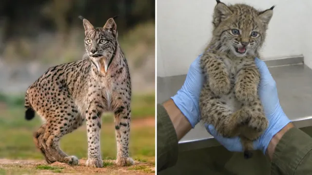 Quedaban 62 linces ibéricos adultos y su mayor amenaza no tenía garras