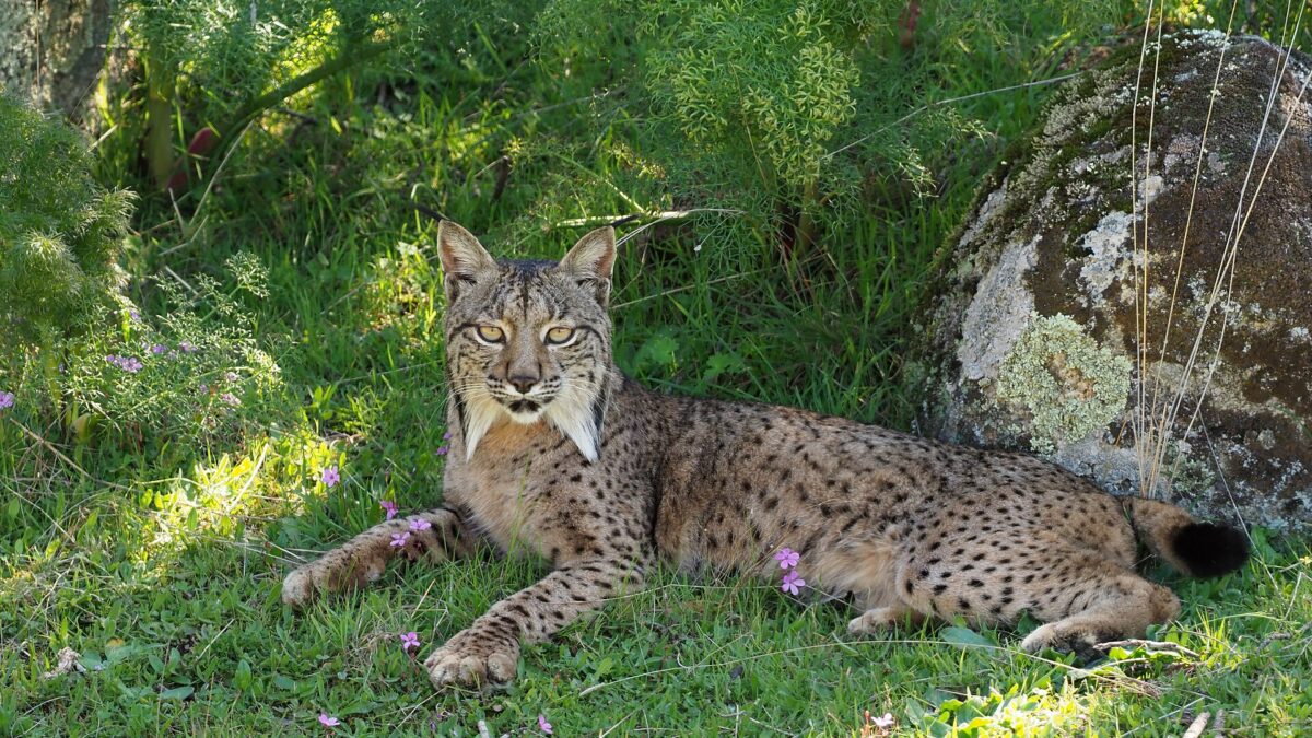 Felinos en peligro de extinción: cuáles son y qué los amenaza 1 Una hembra de lince ibérico tumbada en la hierba, entre arbustos y rocas