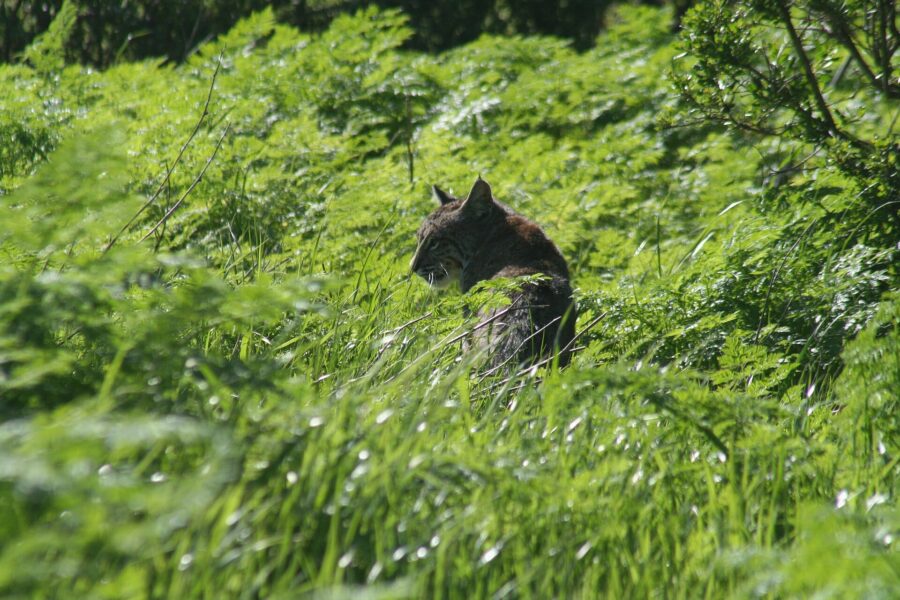 Lince rojo entre la hierba verde, de espaldas, con las orejas atentas