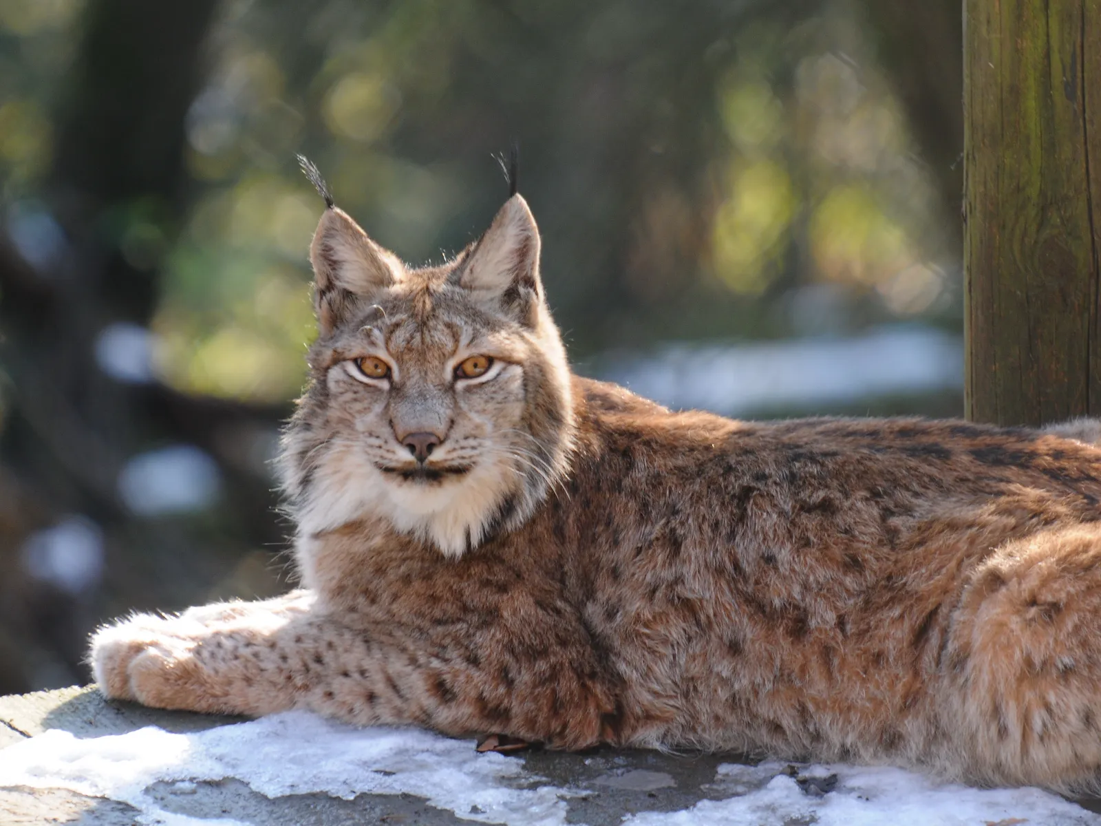 Cuatro linces aparecieron en la nieve de Escocia tras siglos de ausencia, y hasta sus defensores condenaron cómo llegaron 2 Lince euroasiático echado sobre la nieve, mirando de frente a la cámara, con un bosque detrás