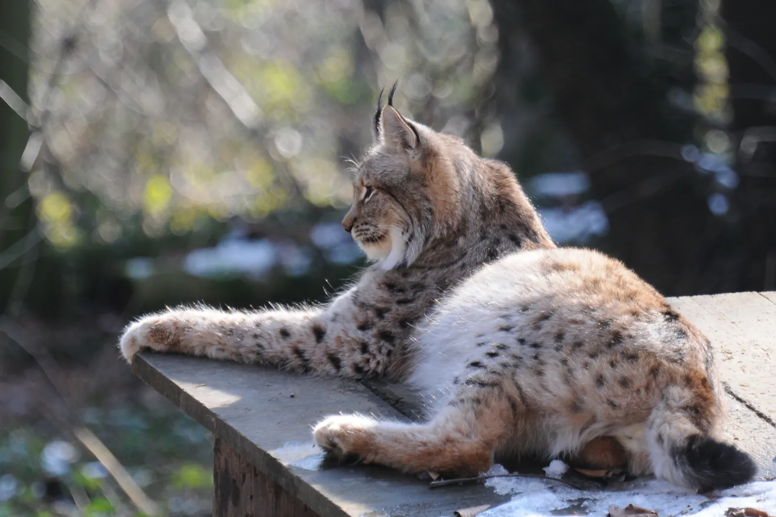 Cuatro linces aparecieron en la nieve de Escocia tras siglos de ausencia, y hasta sus defensores condenaron cómo llegaron 4 Lince euroasiático descansando de perfil sobre un tronco cubierto de nieve, iluminado por el sol