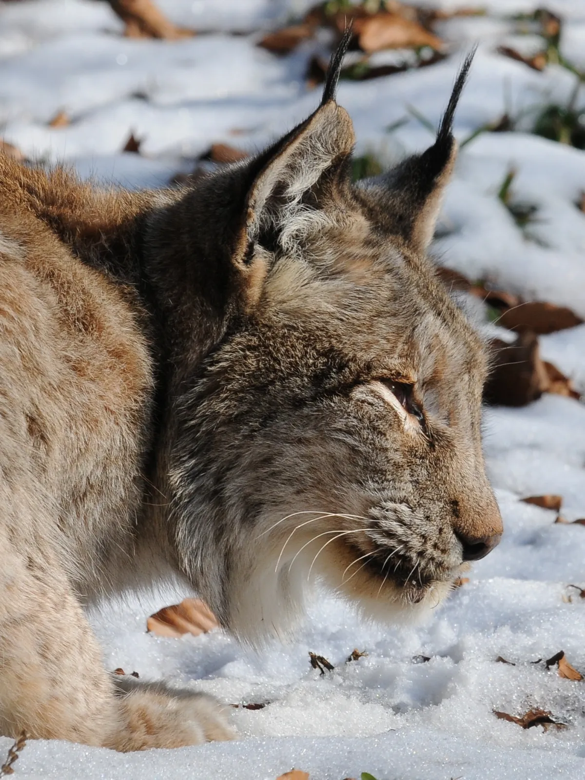 Cuatro linces aparecieron en la nieve de Escocia tras siglos de ausencia, y hasta sus defensores condenaron cómo llegaron 5 Primer plano de la cabeza de un lince euroasiático sobre la nieve, con los pinceles de pelo en la punta de las orejas