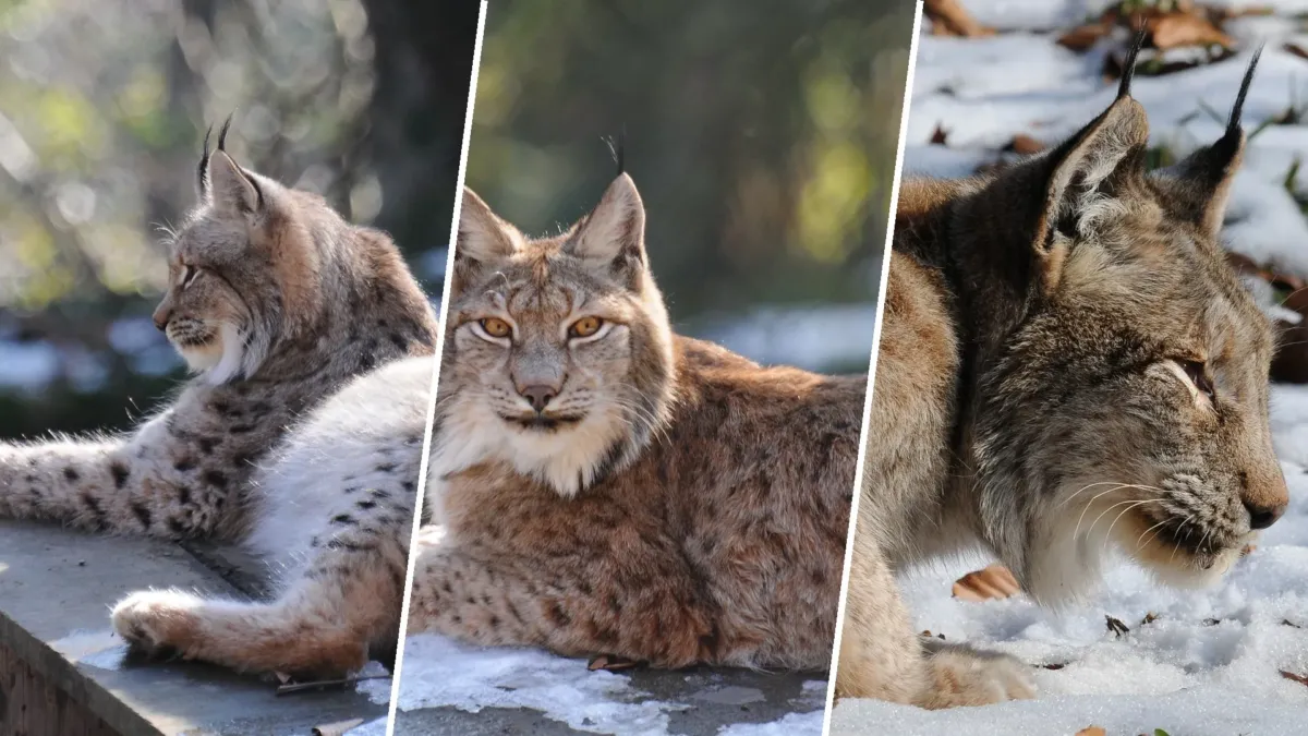Cuatro linces aparecieron en la nieve de Escocia tras siglos de ausencia, y hasta sus defensores condenaron cómo llegaron