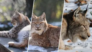 linces en escocia liberacion ilegal cairngorms hero