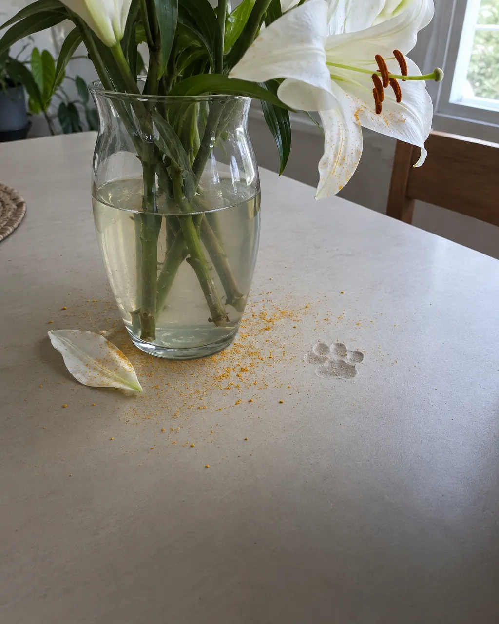 La flor de florero que puede matar a un gato en menos de tres días 3 Florero de vidrio con lirios blancos en agua algo turbia sobre una mesa de casa; una flor abierta se inclina sobre el borde y deja ver sus anteras color óxido