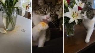 lirios y gatos flor de florero mortal hero