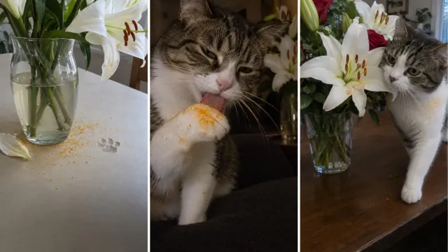 La flor de florero que puede matar a un gato en menos de tres días