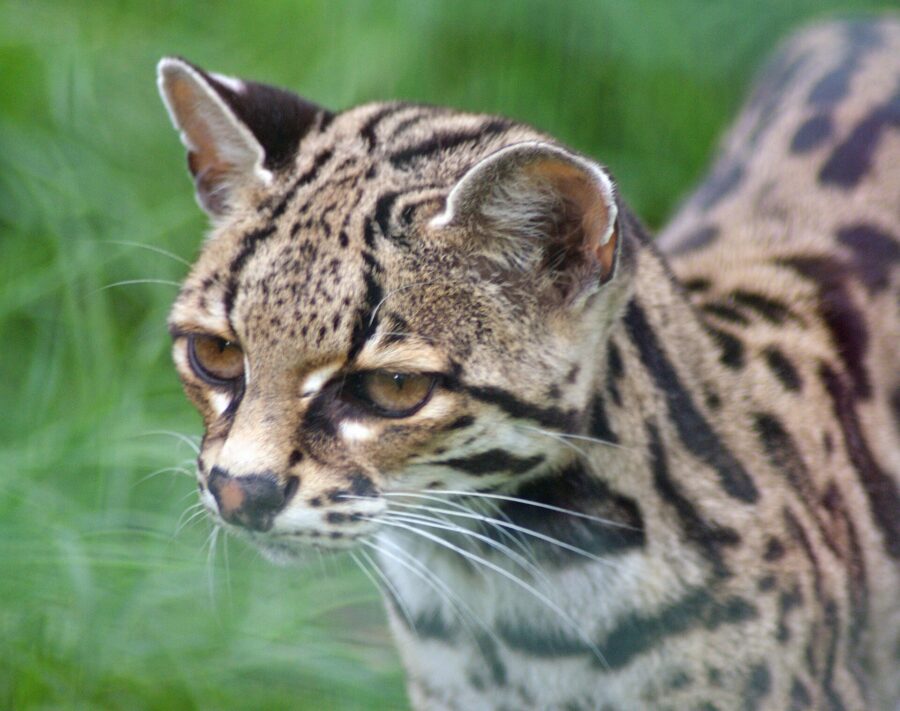 Primer plano de un margay de ojos grandes y pelaje manchado