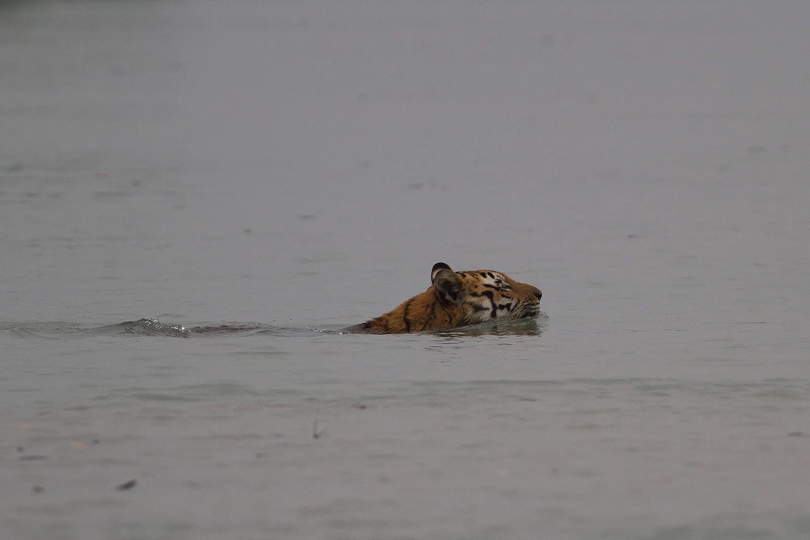 Una cara de goma en la nuca: el plan para engañar al tigre de los Sundarbans 3 Un tigre de Bengala de pelaje anaranjado con rayas negras