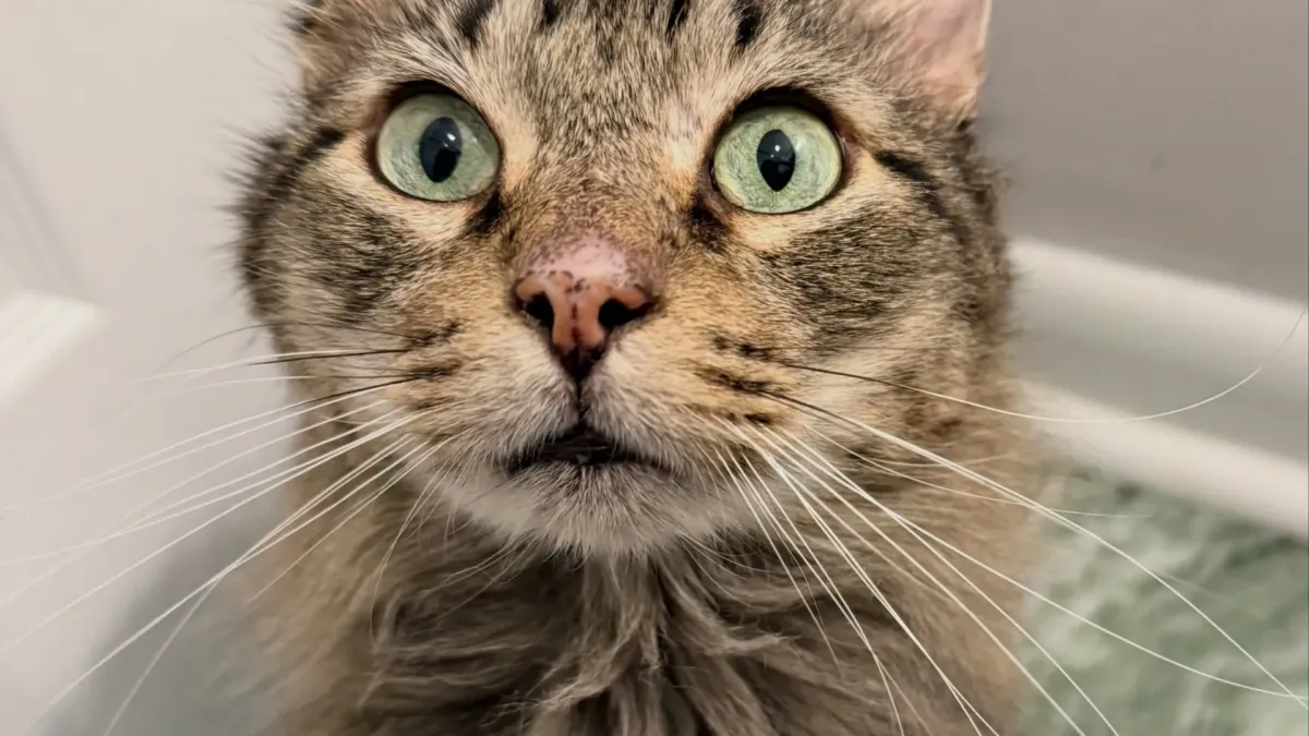 La nota escrita a mano que viajaba en el expediente de Merlin, un gato de refugio 1 La nota escrita a mano que viajaba en el expediente de Merlin, un gato de refugio
