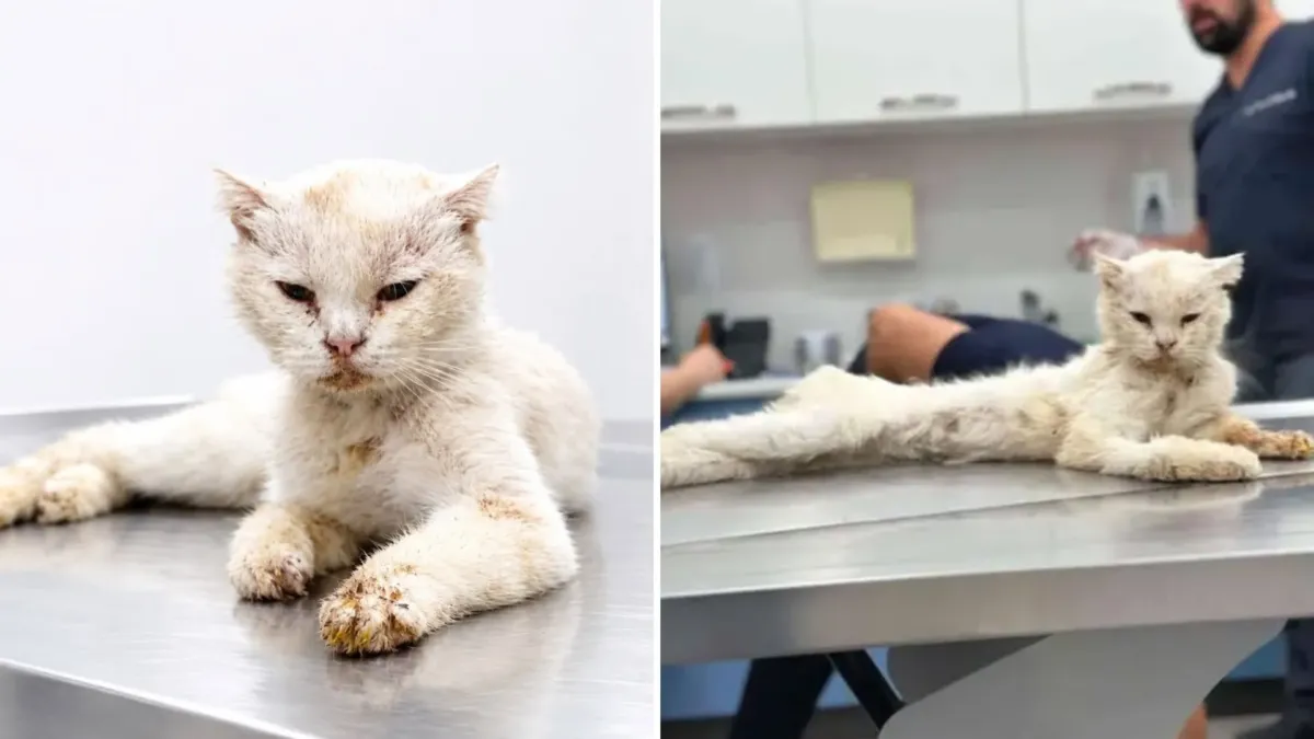 Momo no sabía vivir en la calle, y alguien lo dejó ahí 1 Momo no sabía vivir en la calle, y alguien lo dejó ahí