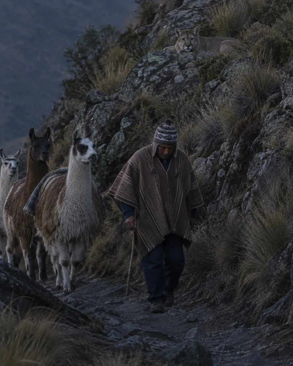 Al anochecer, en un sendero de alta montaña andina, un pastor con poncho de lana y gorro tejido camina con unas llamas mientras, sobre una cornisa de rocas grises, un puma adulto permanece tendido e inmóvil
