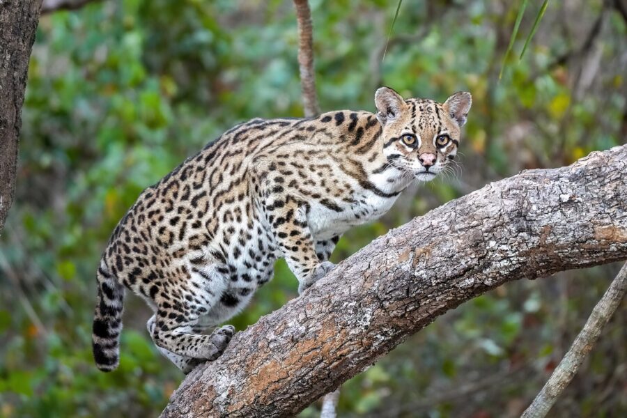 Ocelote de pelaje manchado caminando sobre un tronco