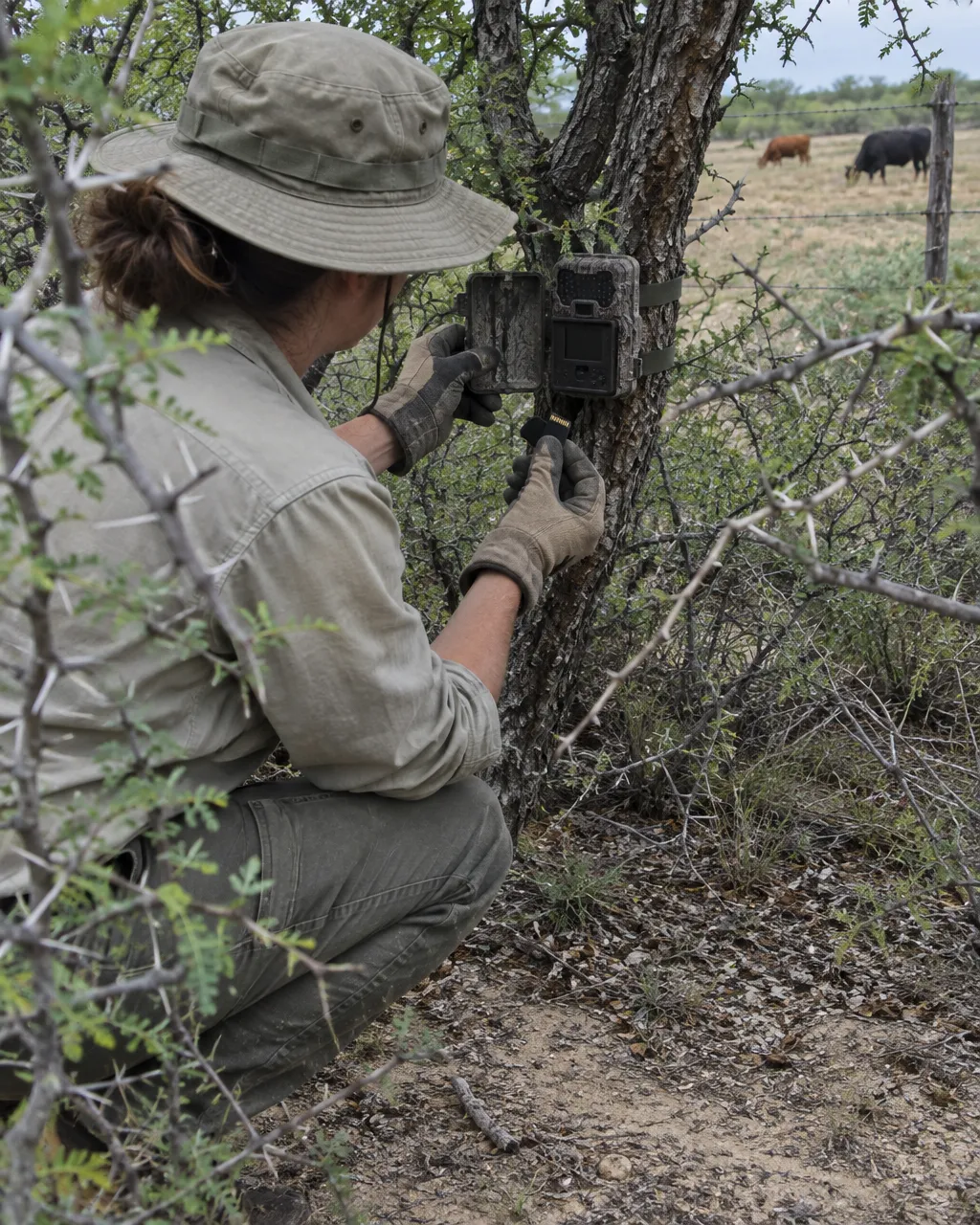 Biólogo de campo con camisa caqui, sombrero y guantes, agachado de espaldas junto a una cámara trampa camuflada atada al tronco retorcido de un árbol del matorral.
