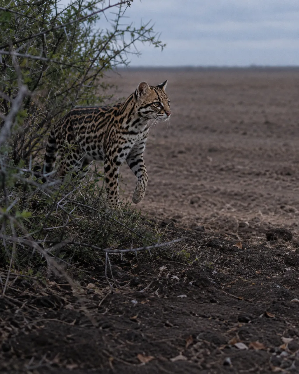 Ocelote joven, delgado y alerta, de pelaje leonado con rosetas negras, detenido al borde de una franja estrecha de matorral espinoso al atardecer.