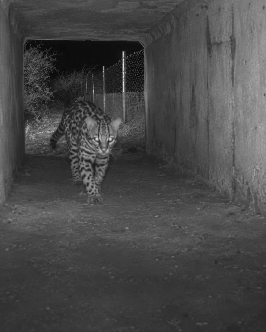 Imagen infrarroja en blanco y negro de un ocelote que camina por un túnel de concreto bajo una carretera, con sus rosetas visibles en tonos grises.