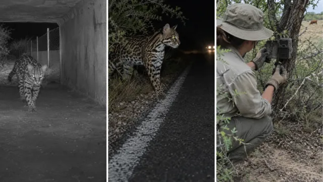 Quedan menos de 100 ocelotes en Estados Unidos, y su peor enemigo no lleva rifle