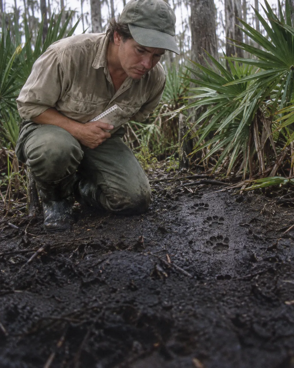 Biólogo de campo de mediana edad, con camisa caqui oscurecida por el sudor, gorra y botas de goma embarradas, arrodillado junto a un matorral de palmito en el sur de Florida