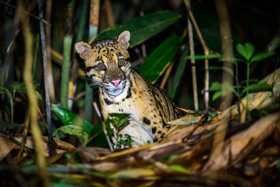 Felinos en peligro de extinción: cuáles son y qué los amenaza 10 Una pantera nebulosa mira a la cámara entre hojas y cañas, de noche