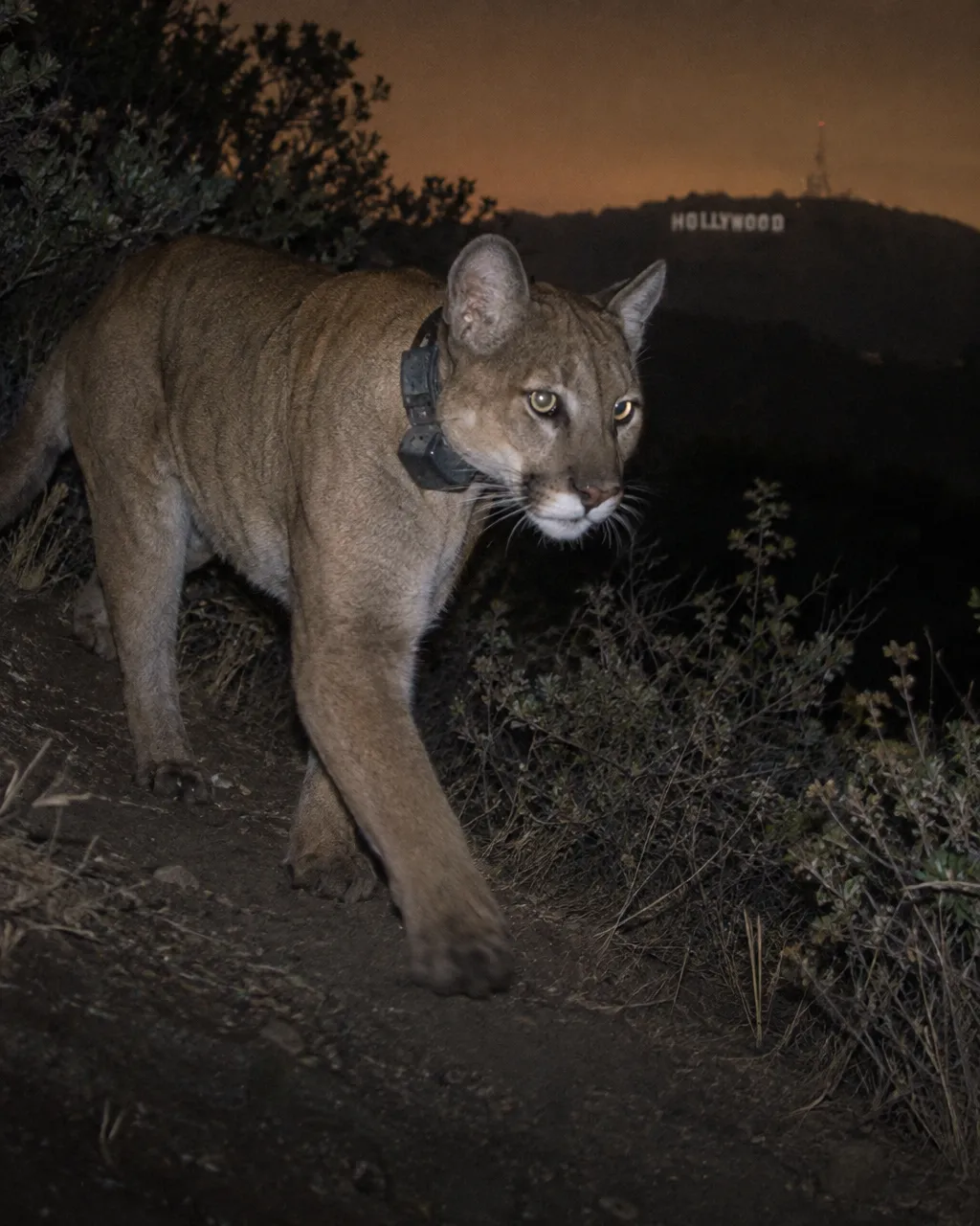 Puma con collar GPS caminando de noche por un sendero polvoriento de chaparral, iluminado por el flash de una cámara trampa, con el letrero de Hollywood al fondo