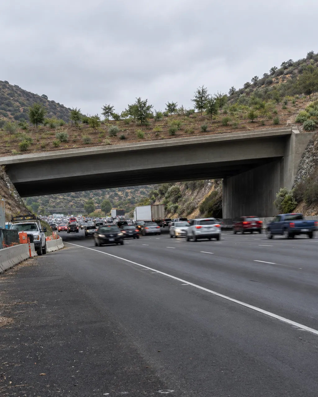 Paso de fauna casi terminado, cubierto de tierra fresca, arbustos nativos jóvenes y pequeños robles, sobre una autopista de diez carriles entre colinas secas